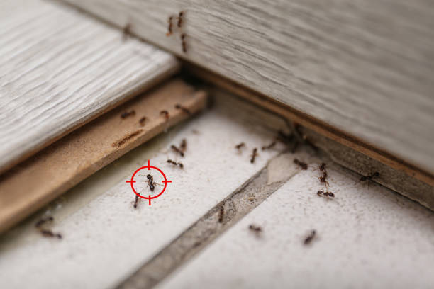 Best Pest Inspection Near Me  in The Hammocks, FL